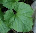Cucumis melo